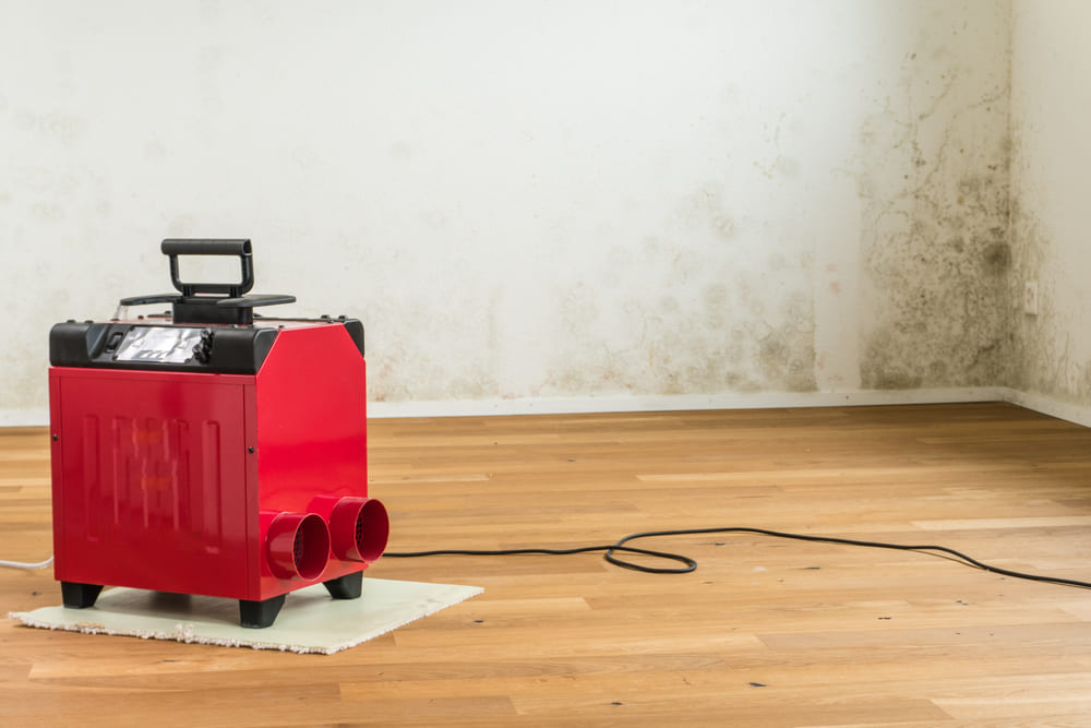 Mold Removal From Medford Water Damage Repair Professionals